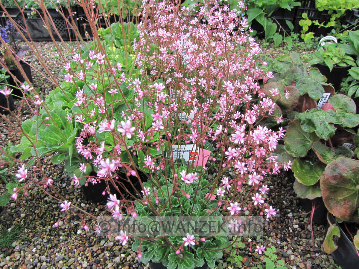 Saxifraga umbrosa Elliots Var.JPG